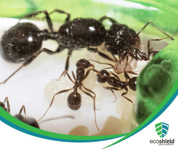 How Long Do Ants Live?